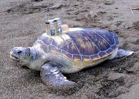 Endangered green turtle well after return to wild
